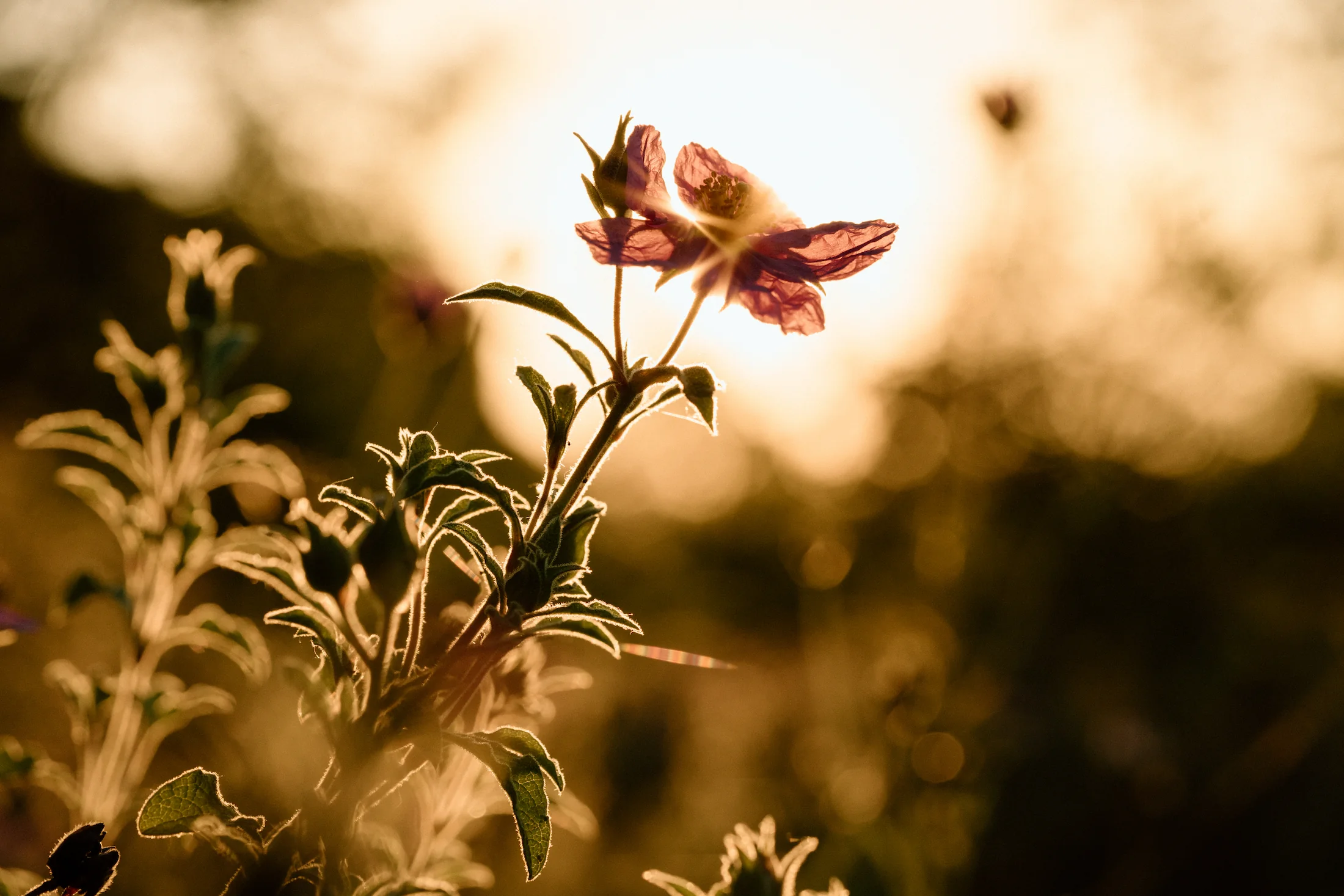 vesta-flower