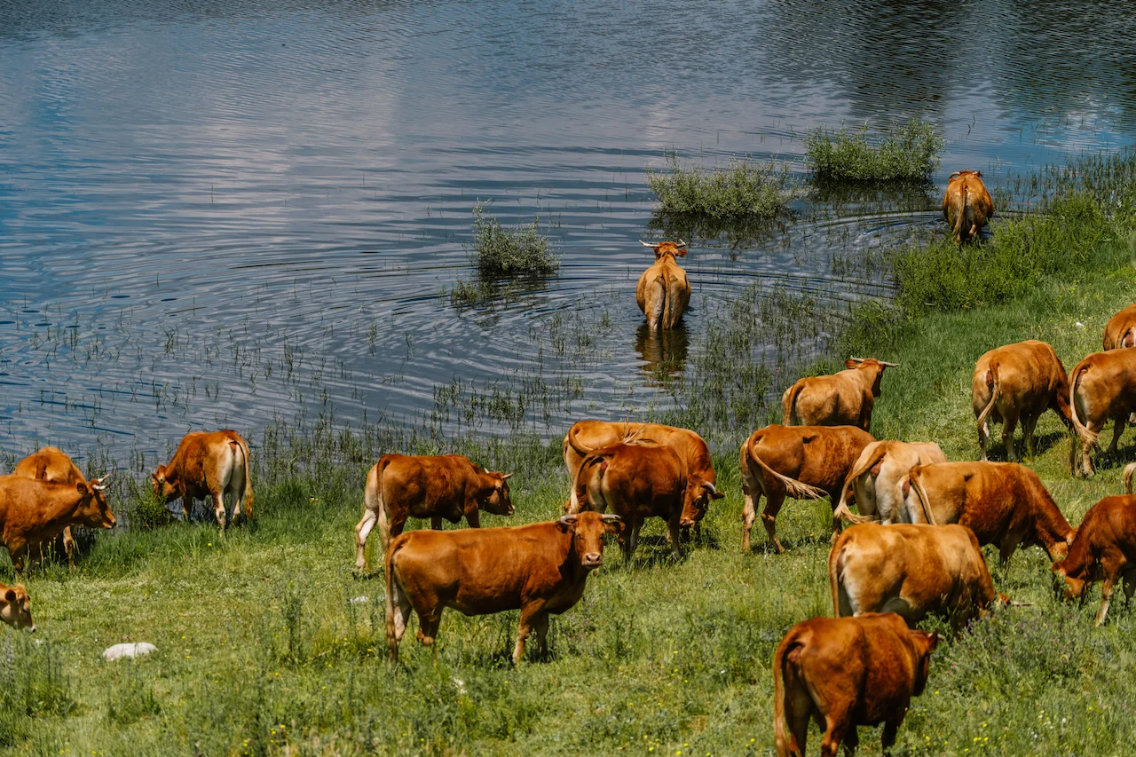 animal-warfare (1)
