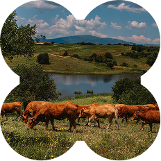 Grass Fed